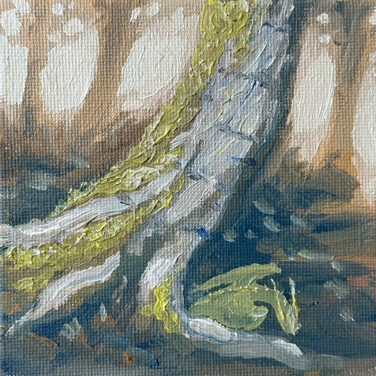 “Birch Baby”, original 4x4” oil painting